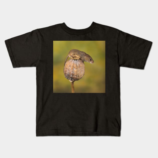 Harvest Mouse on seedpod Kids T-Shirt by mansaards